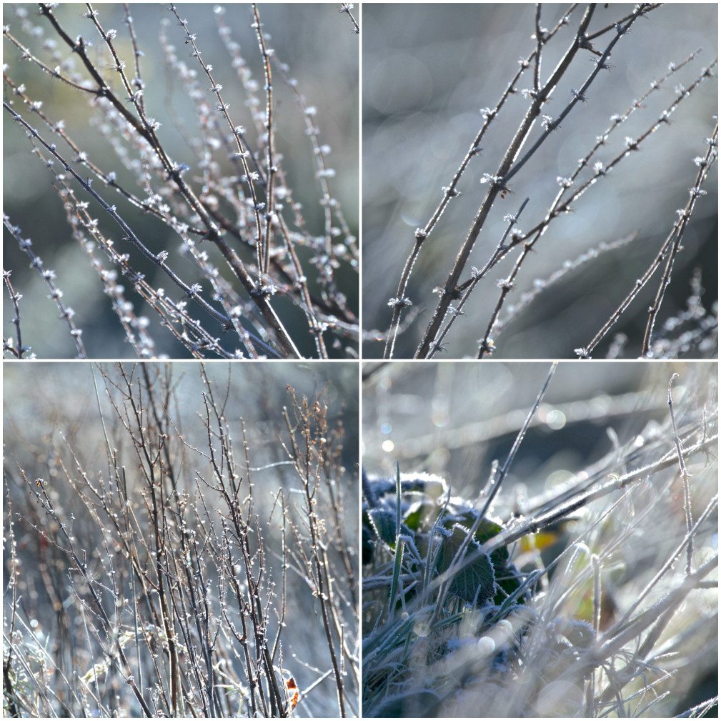 Icy branches