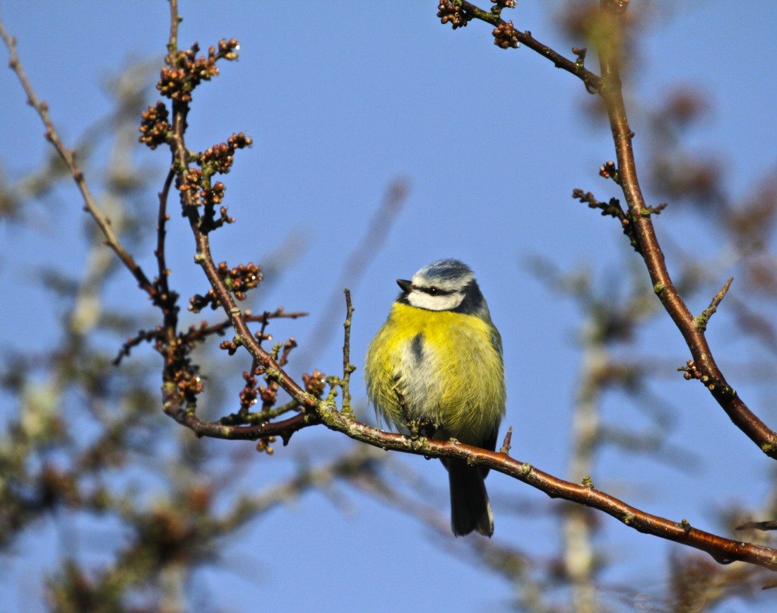 blue-tit-in-spring