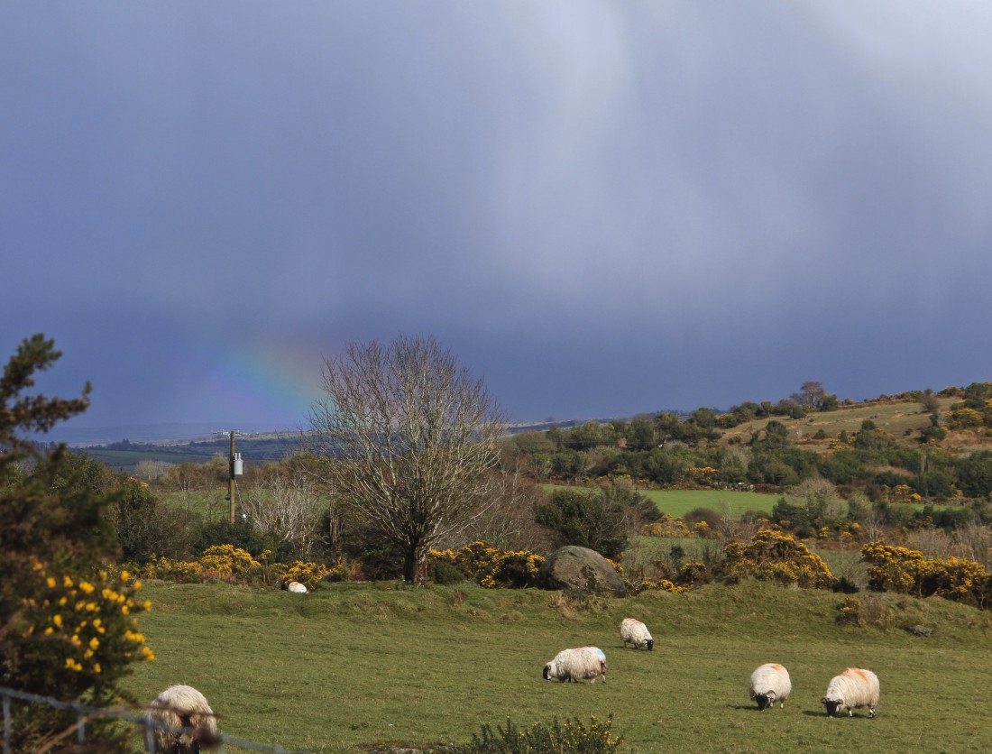 Sheep-Waterford-Comeraghs