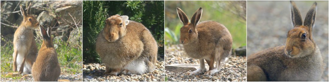 Hare collage