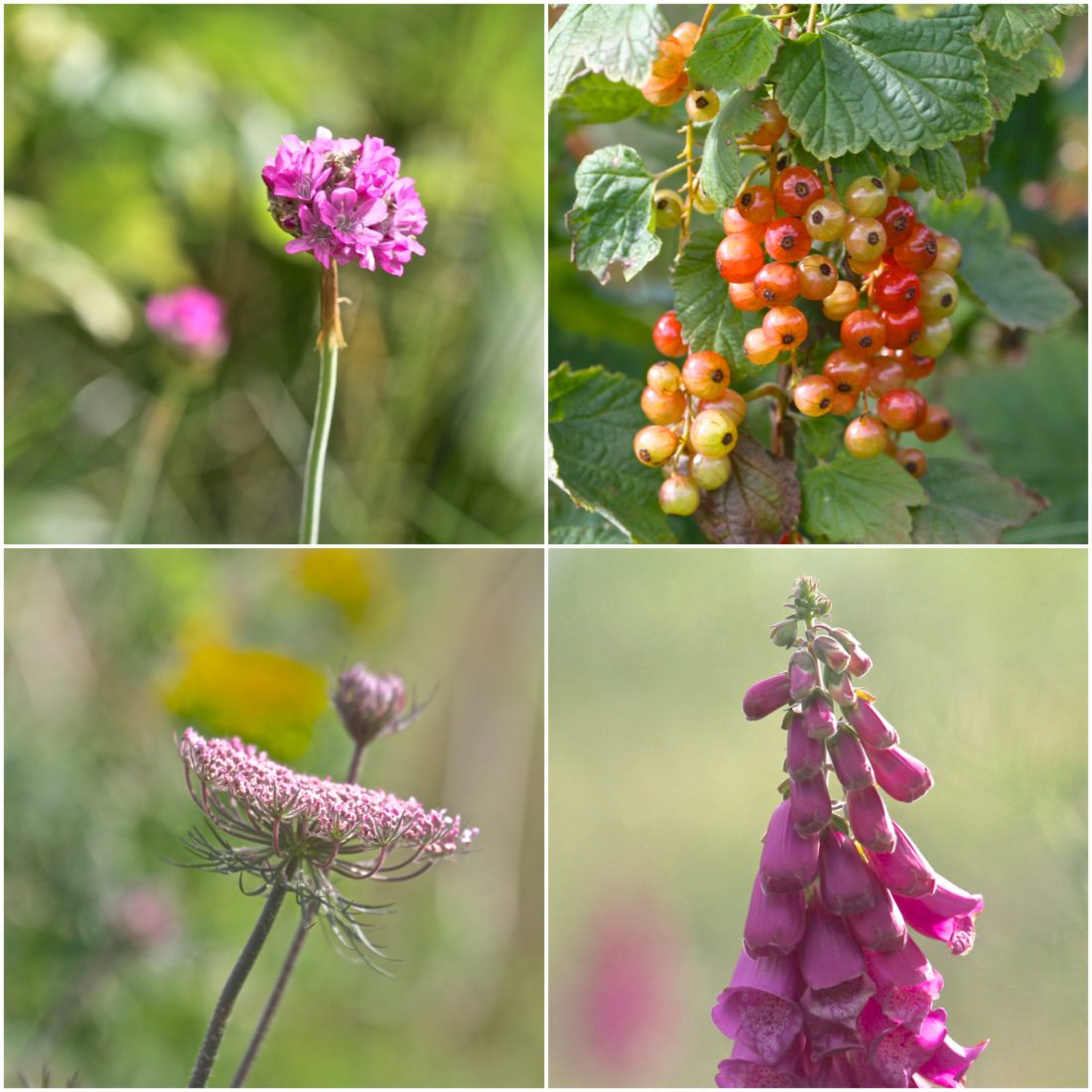 single flowers