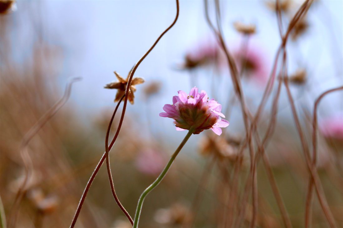 Sea PInks