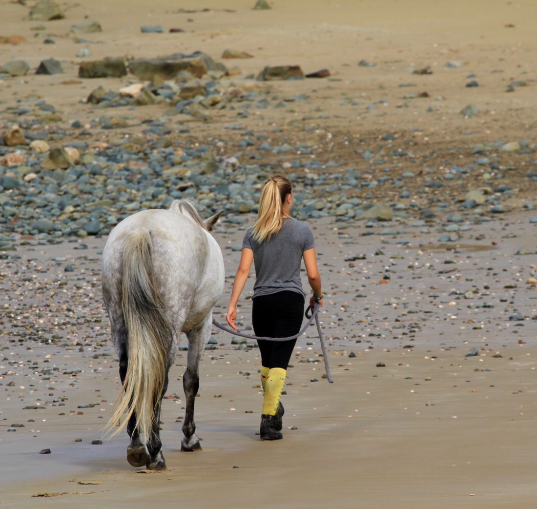 Pony on the beach Brittany