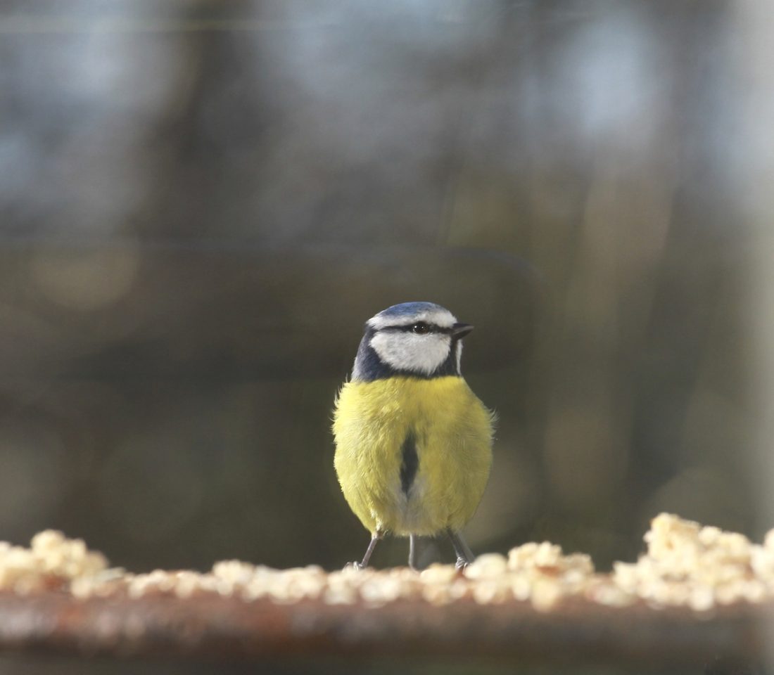 heart-blue-tit