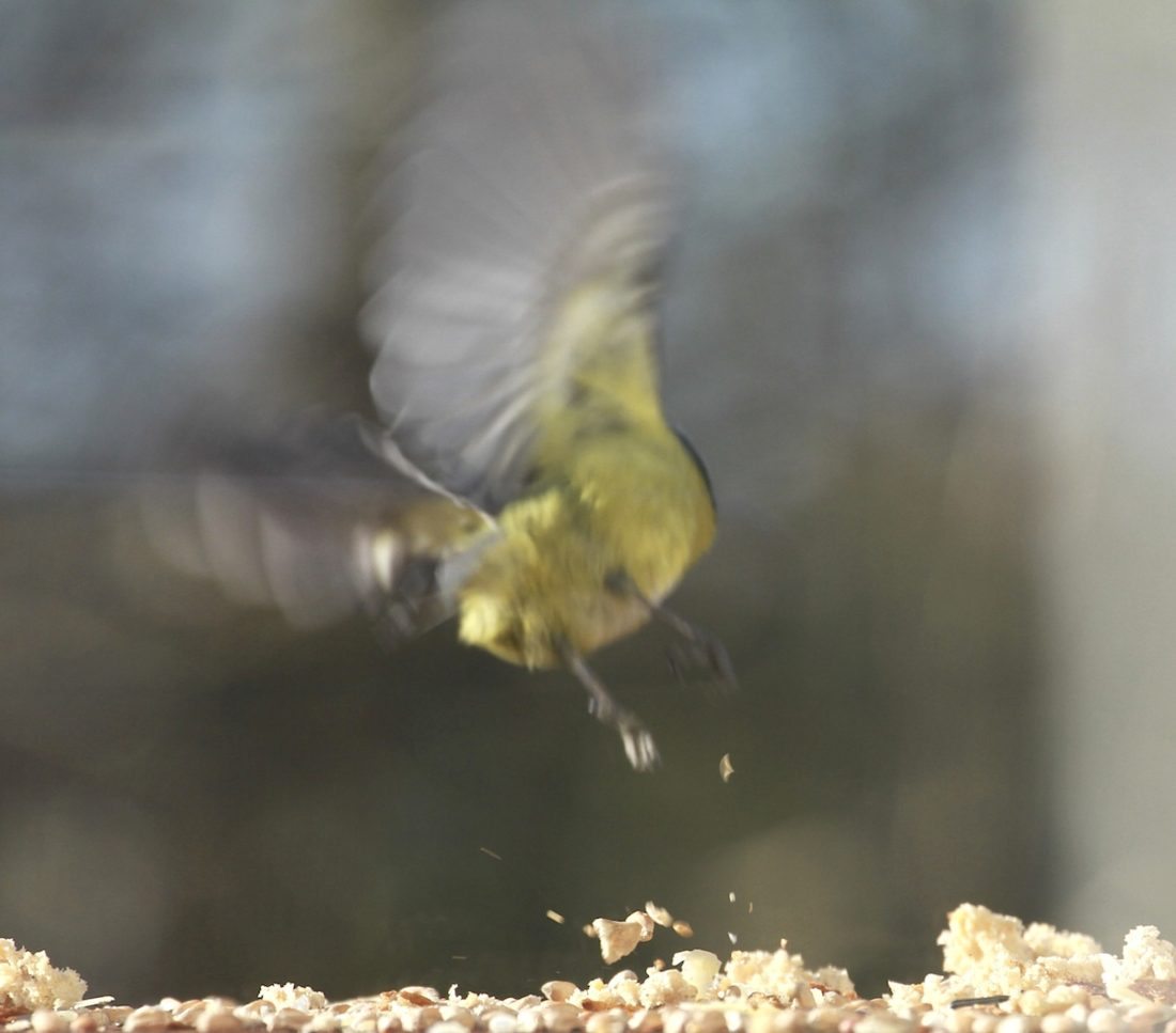 heart-blue-tit-flies-away