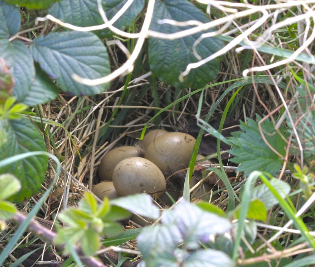 pheasants-nest-new-life