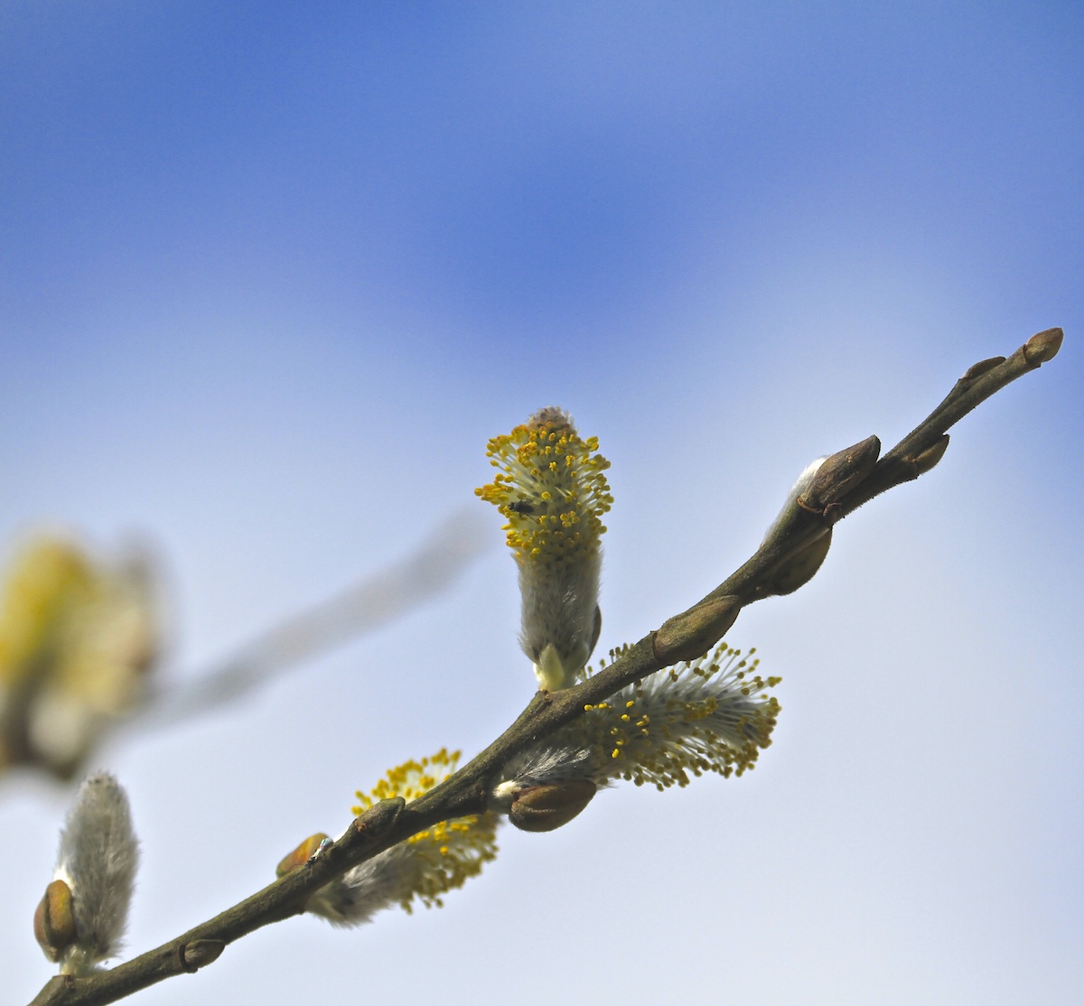willow-catkin-new-life